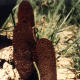 Goyo plant