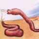 The Mongolian death worm