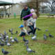 Birds being fed