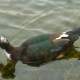 Muskovy Duck