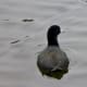 American Coot aka Mud Hen in Bane Park