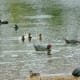 Various types of ducks in Bane Park