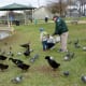 Feeding the birds