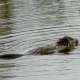 Nutria in Bane Park