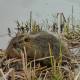 Nutria in Bane Park