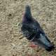 Pigeon