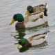 Mallard Ducks