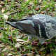 Pretty pigeon