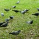 Numerous pigeons in Bane Park