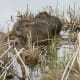 Nutria in Bane Park