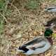 Ducks