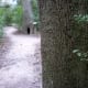 View of a trail in the park