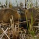 Nutria in Bane Park