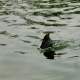 Mud hen diving for food