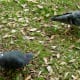Colorful pigeons