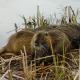 Nutria in Bane Park
