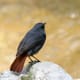 Plumbeous Water Redstart (Rhyacornis fuliginosus) in Kullu