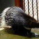 Porcupine