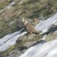 Himalayan Snowcock (Tetraogallus himalayensis)