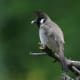 Himalayan Bulbul Pycnonotus leucogenys in Kullu