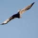 Bonelli's Eagle Aquila fasciata at 8000 ft. in Kullu