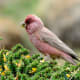 Great Rosefinch male (Carpodacus severtzovi) from Kibber, Himachal Pradesh