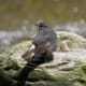 Plumbeous Water Redstart (Rhyacornis fuliginosus) in Kullu