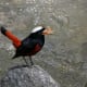 White-capped Water Redstart Chaimarrornis leucocephalus at Kullu