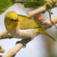 Oriental White-eye Zosterops palpebrosus in Kullu