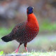 Western Tragopan (Tragopan melanocephalus)