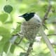Asian Paradise Flycatcher Terpsiphone paradisi in Kullu