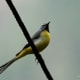 Grey Wagtail Motacilla cinerea found in Kullu on way to Guna Pani during Sar Pass Trek.