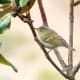 Hume's Warbler Phylloscopus humei in Kullu