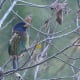 Great Barbet at Kumarhatti, Himachal Pradesh
