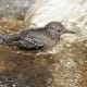 Brown Dipper Cinclus pallasii at Kasol (6500 ft.) in Kullu