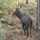 Sambhar deer