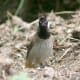 Himalayan Bulbul Pycnonotus leucogenys in Kullu