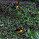 Black-&-Yellow Grosbeak Mycerobas icterioides in Kullu