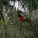 Long-tailed Minivet Pericrocotus ethologus at 9000 ft. in Kullu