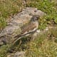 Snowfinch or Montifringilla nivalis