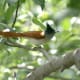 Asian Paradise Flycatcher Terpsiphone paradisi in Kullu