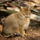 Wild Junglecat