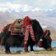wildlife-in-himachal-pradesh