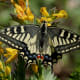 Common Yellow Swallowtail ( Papilio machaon) found at Kullu during Sar Pass Trek on way to Zirmi Thaatch(11000 ft.).