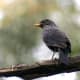 Blue Whistling Thrush Myophonus caeruleus in Kullu