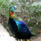 Himalayan Monal Lophophorus impejanus