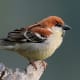 Russet Sparrow (Passer rutilans) in Kullu - Manali