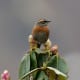 Rufous-breasted Accentor Prunella strophiata in Kullu
