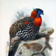 Western Tragopan (Tragopan melanocephalus)