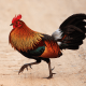 Red Jungle fowl
